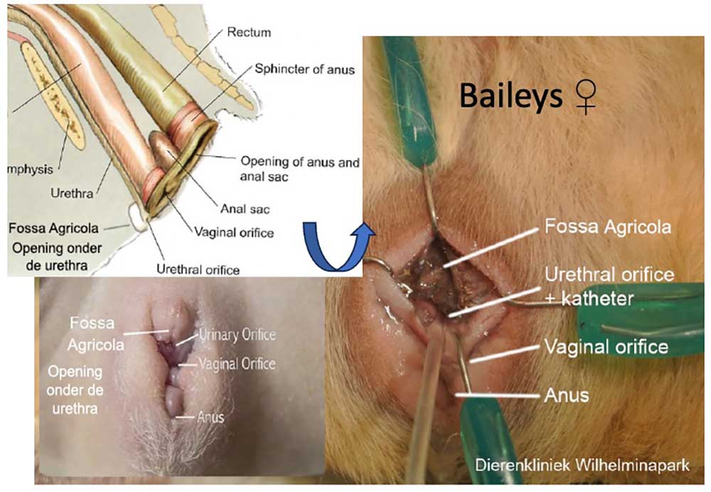 In de literatuur staan 3 openingen beschreven de plasbuis, vagina en anus.